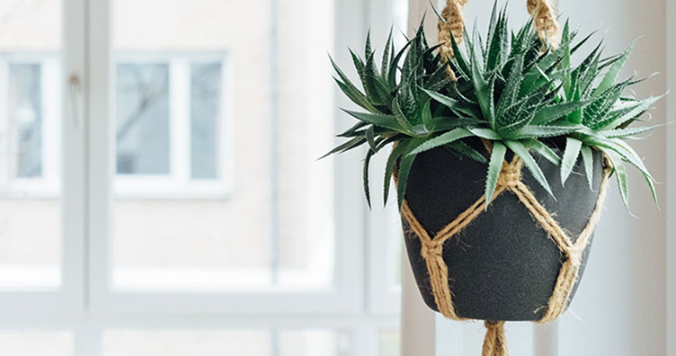 Huonekasvi ja valkoinen ikkuna taustalla