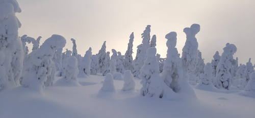 Luminen metsämaisema
