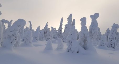 Luminen metsämaisema
